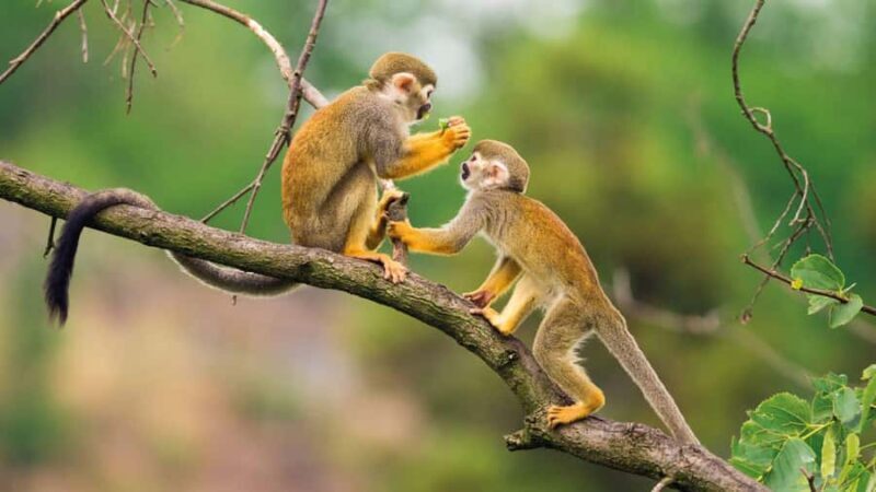 HUITOTO PROGRAM 4 DAYS 3 NIGHTS - Who Should Consider This Tour?