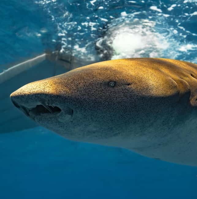 Hulhumale: Snorkeling Experience Nurse Shark - A Detailed Look at the Experience