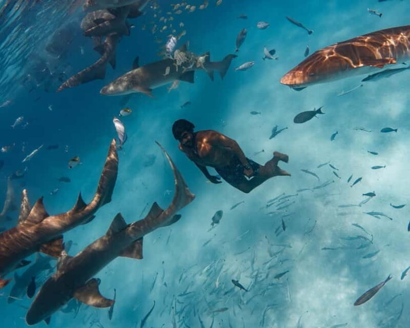 Hulhumale: Snorkeling Experience Nurse Shark - Final Thoughts: Why You Should Consider This Tour