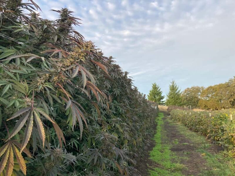 Humboldt County: Cannabis Farm Tour with Dispensary Visit - An Authentic Look at Humboldt’s Cannabis Industry