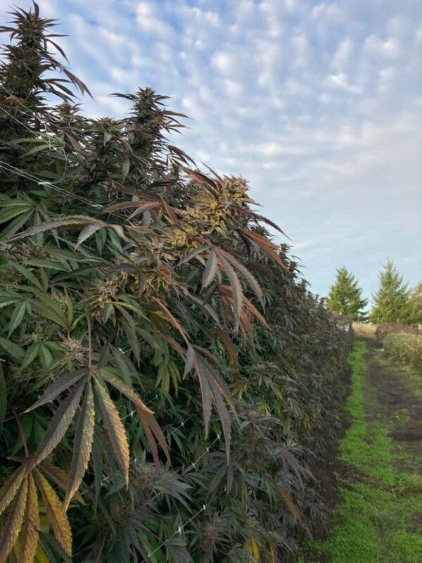 Humboldt County: Cannabis Farm Tour with Dispensary Visit - Final Thoughts