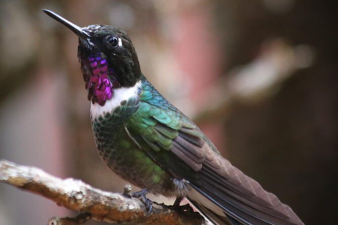 Hummingbird Birdwatching Encounter - Half Day - An in-depth look at the hummingbird encounter near Bogotá