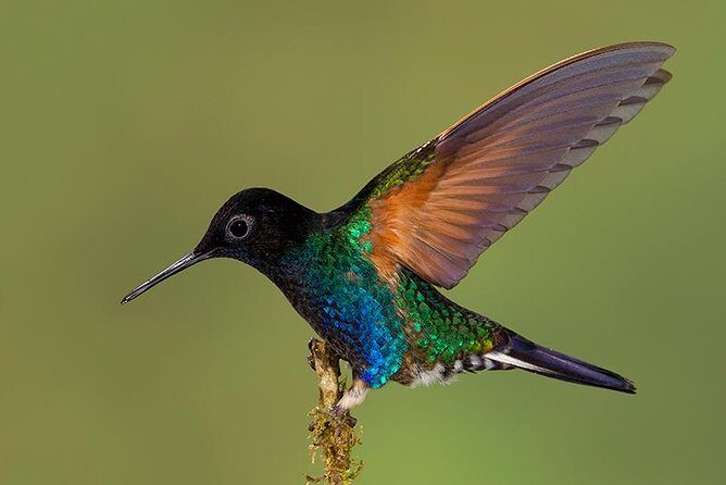 HUMMINGBIRD EXPEDITION - Searching for the cloud forest jewels. - Key Points