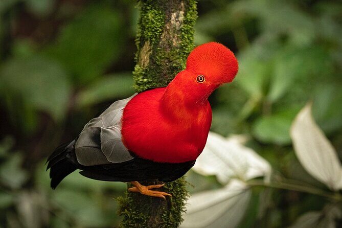 HUMMINGBIRD EXPEDITION - Searching for the cloud forest jewels. - An In-Depth Look at the Hummingbird Expedition