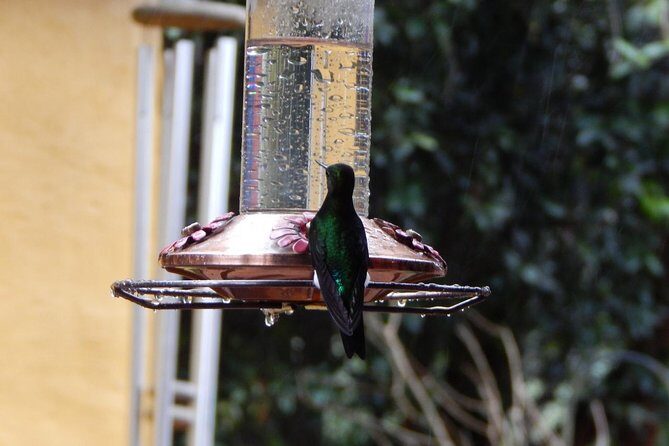 Hummingbird Watching Private Tour (4 Hrs.) - Key Points