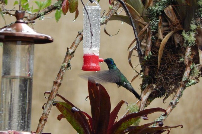 Hummingbird Watching Private Tour (4 Hrs.) - A Deep Dive into the Hummingbird Watching Private Tour