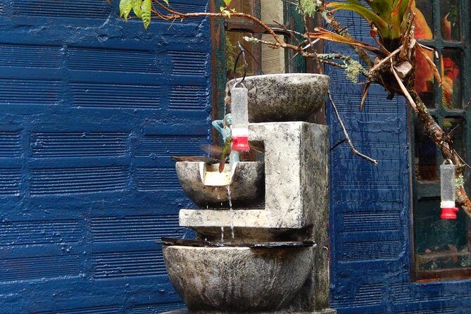 Hummingbird Watching Private Tour (4 Hrs.) - FAQ Section