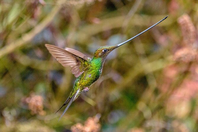 Hummingbirds of Colombia mini tour. 3d/2n - What Makes This Tour Stand Out?