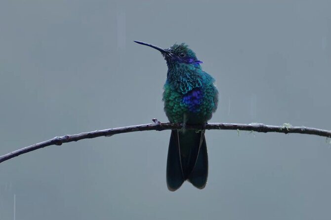 Hummingbirds of the Sacred Valley - Cusco - Key Points