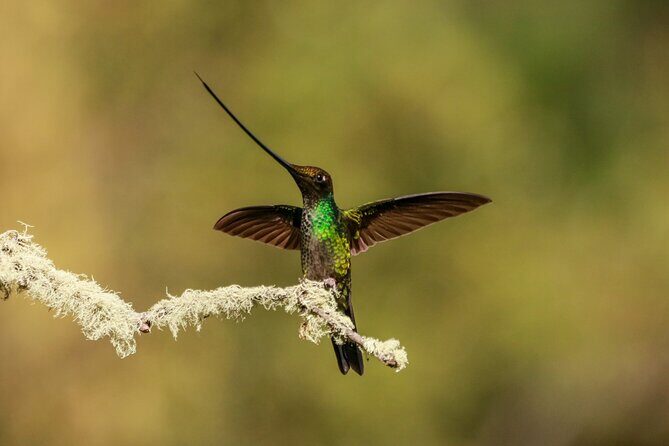 Hummingbirds of the Sacred Valley - Cusco - Who Will Love This Tour?
