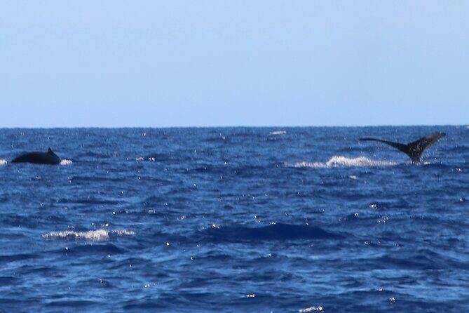 Humpback Whale and Dolphin Watch in Kona - Key Points