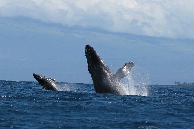 Humpback Whale and Dolphin Watch in Kona - Authentic Experiences and Real-World Insights