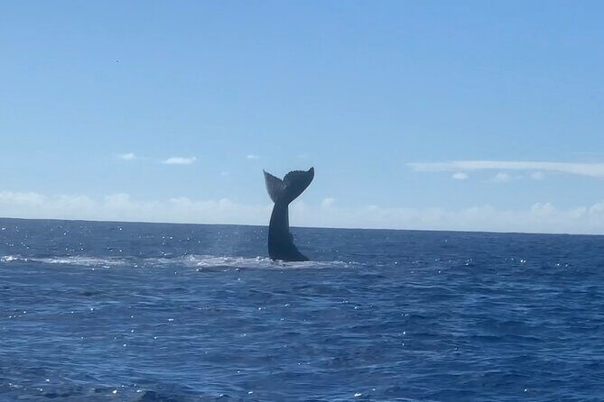 Humpback Whale and Dolphin Watch in Kona - Considerations for Travelers