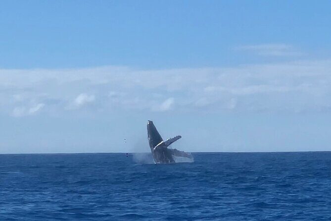 Humpback Whale and Dolphin Watch in Kona - FAQs