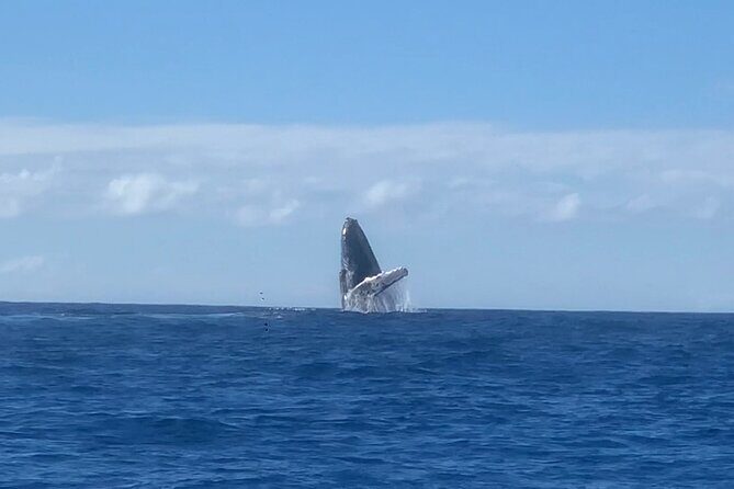 Humpback Whale and Dolphin Watch in Kona - Final Thoughts