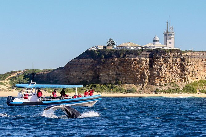 Humpback Whale Encounter Tour from Newcastle - Discover the Majesty of Marine Life with the Humpback Whale Encounter Tour from Newcastle