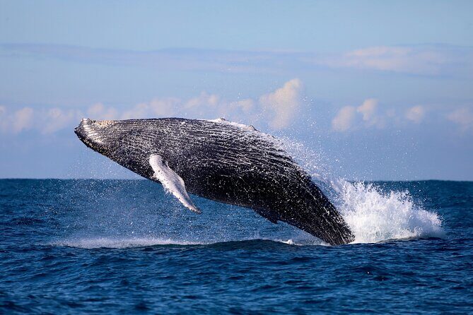 Humpback Whale Encounter Tour from Newcastle - Exploring the Details of the Whale Encounter Experience