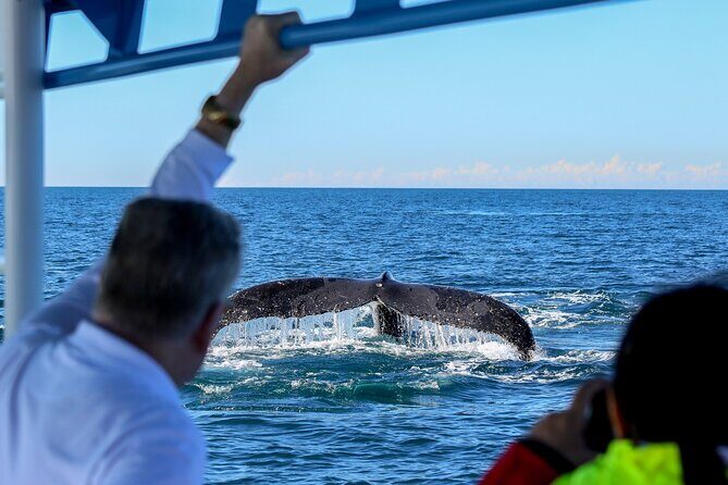 Humpback Whale Encounter Tour from Newcastle - The Sum Up: The Right Choice for Authentic Marine Encounters