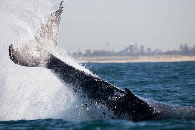 Humpback Whale Encounter Tour from Newcastle - FAQ: Your Questions About the Whale Encounter Tour