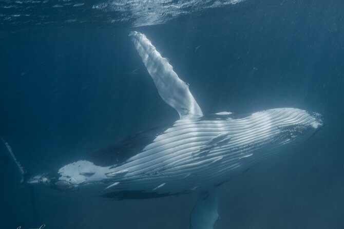 Humpback Whale Safari - Humpback Whale Safari: An Up-Close Encounter with Nature’s Gentle Giants