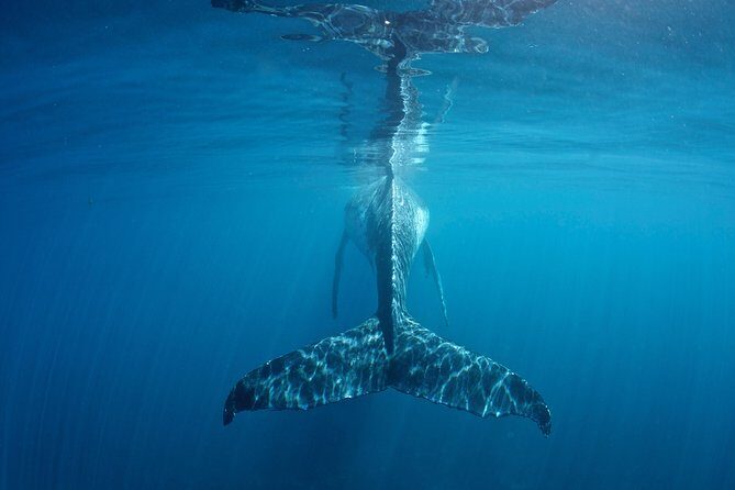 Humpback Whale Safari - A Detailed Look at the Humpback Whale Safari Experience