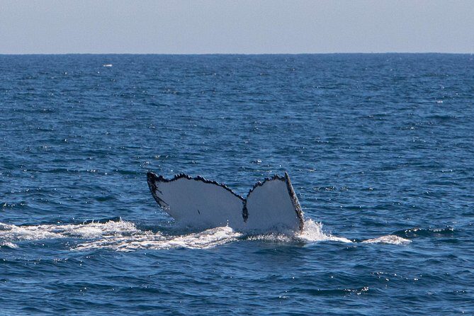 Humpback Whale Safari - Frequently Asked Questions
