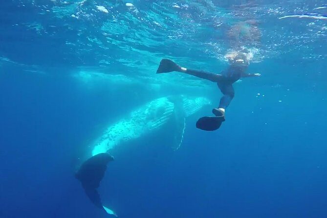 Humpback Whale Swim from Tongatapu island with transfers & lunch - Discover the Magic of Tonga’s Humpback Whales: A Complete Review