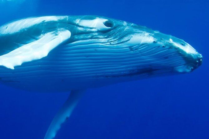 Humpback Whale Swim from Tongatapu island with transfers & lunch - Journey Through the Whale-Watching Experience