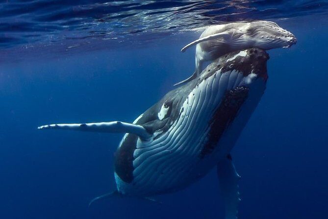 Humpback Whale Swim from Tongatapu island with transfers & lunch - Who Is This Tour Best Suited For?