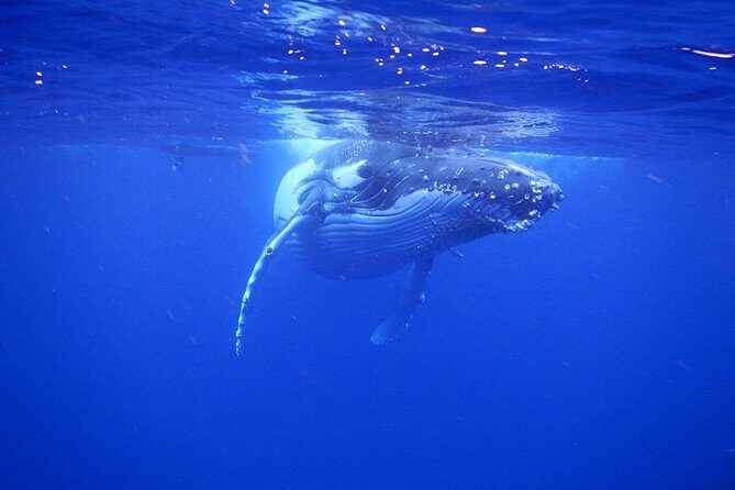 Humpback Whale Swim from Tongatapu island with transfers & lunch - Final Thoughts