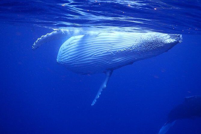 Humpback Whale Swim from Tongatapu island with transfers & lunch - FAQ