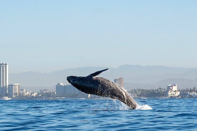 Humpback Whale Tour, 4 Hours with Food and Outdoor Bar - The Meeting Point and Starting Experience
