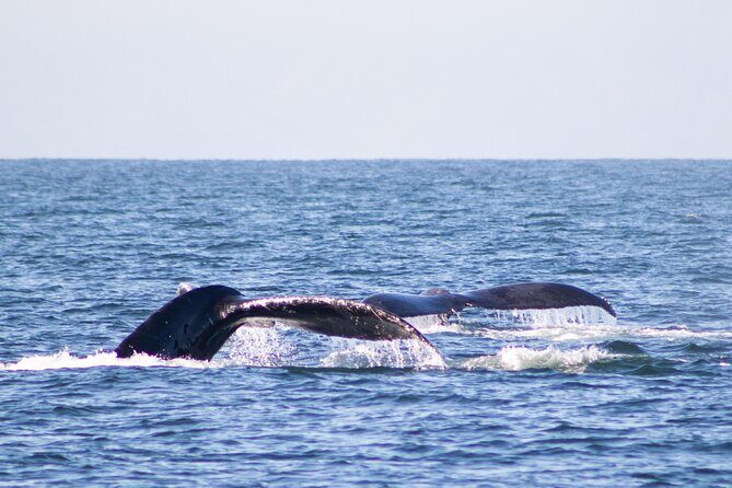 Humpback Whale Tour, 4 Hours with Food and Outdoor Bar - Food, Drinks, and Atmosphere