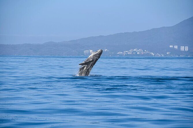 Humpback Whale Tour, 4 Hours with Food and Outdoor Bar - Ending the Tour and Reflecting on the Experience