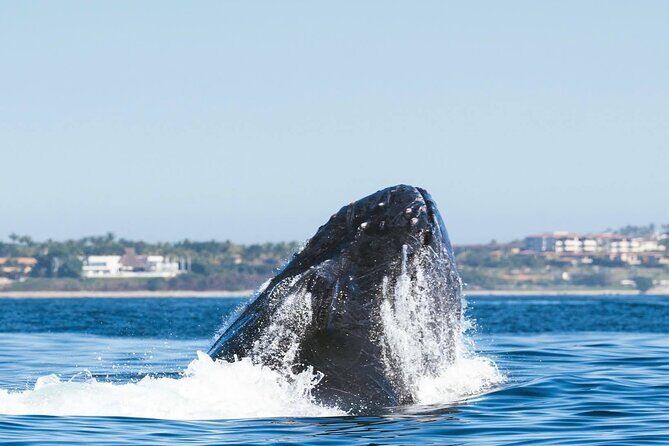 Humpback Whale Tour, 4 Hours with Food and Outdoor Bar - Who Should Consider This Tour?