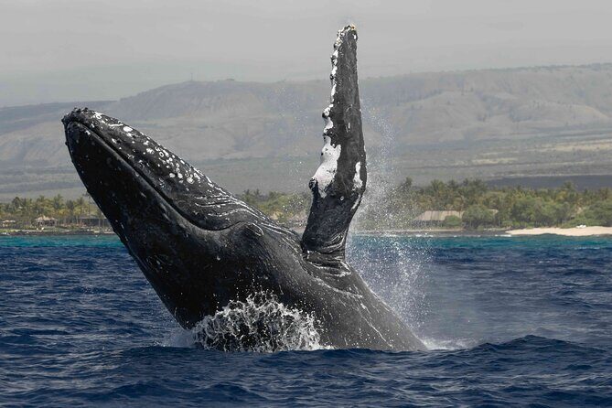 Humpback Whale Watch Tour - A Detailed Look at the Humpback Whale Watch Experience