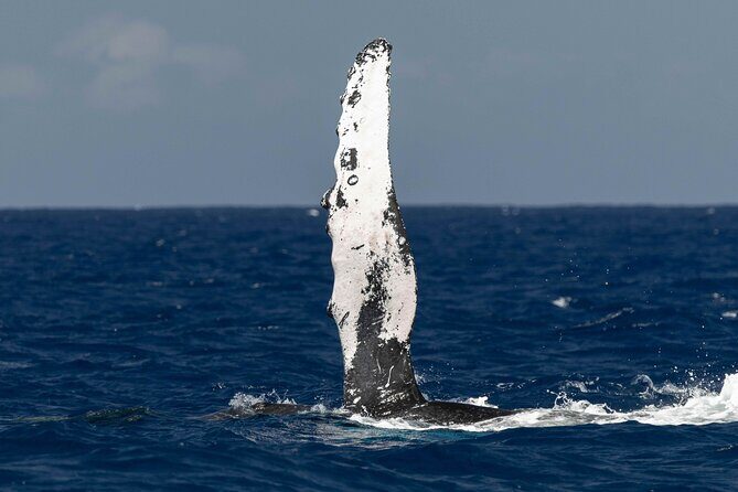 Humpback Whale Watch Tour - Final Thoughts
