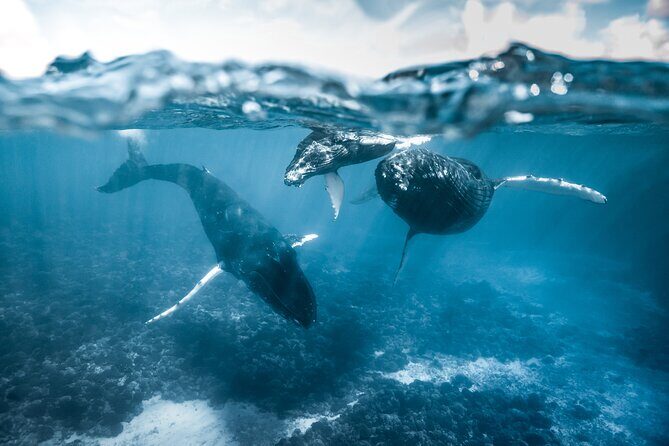 Humpback whale watching and marine life in Moorea - Frequently Asked Questions