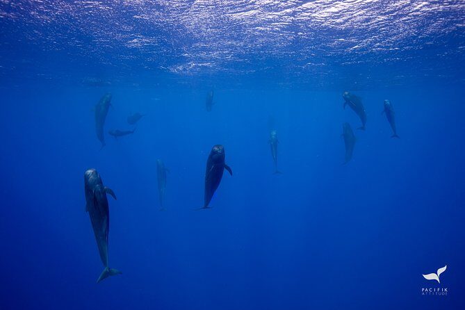 Humpback whale watching and marine life in Moorea - Final Thoughts
