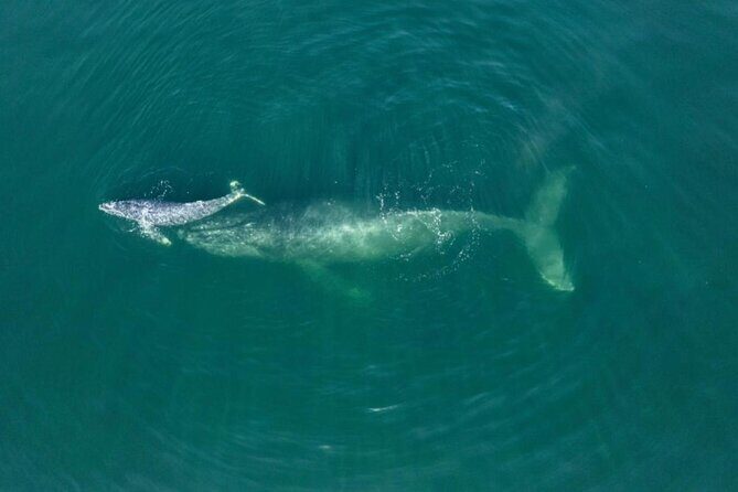 Humpback whale watching south of Puerto Vallarta - Key Points