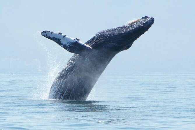 Humpback whale watching south of Puerto Vallarta - Practical Aspects and Considerations