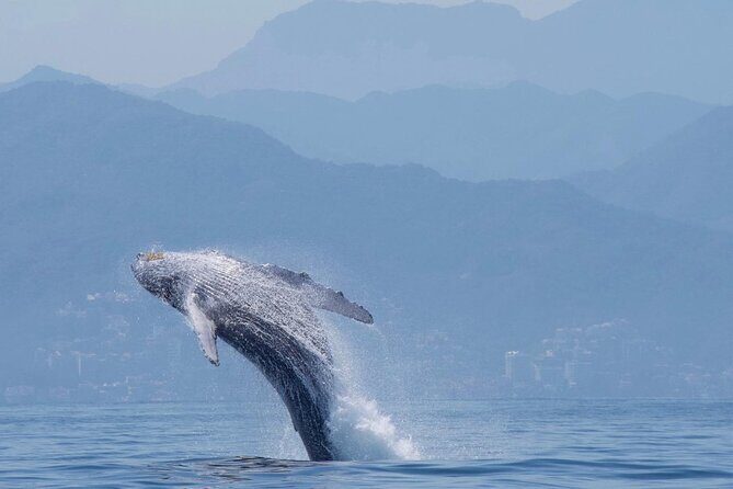 Humpback whale watching south of Puerto Vallarta - The Sum Up: Who Will Love This Tour?