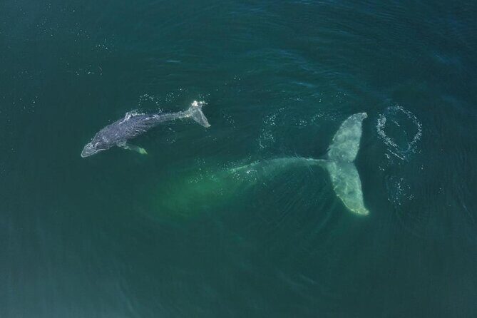 Humpback whale watching south of Puerto Vallarta - FAQ