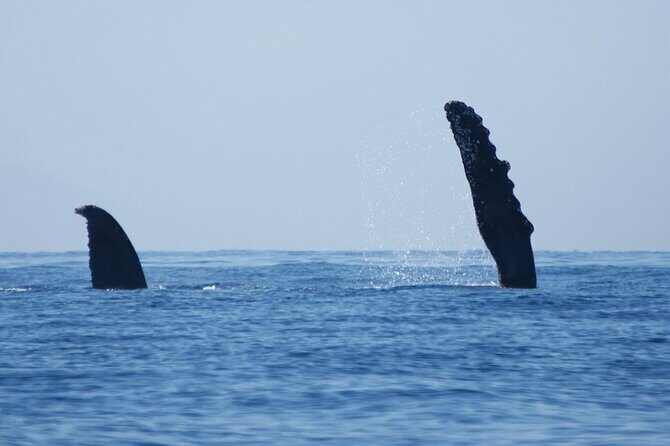 Humpback whale watching south of Puerto Vallarta - Final Thoughts