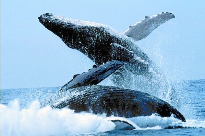 Humpback Whales Excursion in Samana - Humpback Whales Excursion in Samana: A Practical Overview