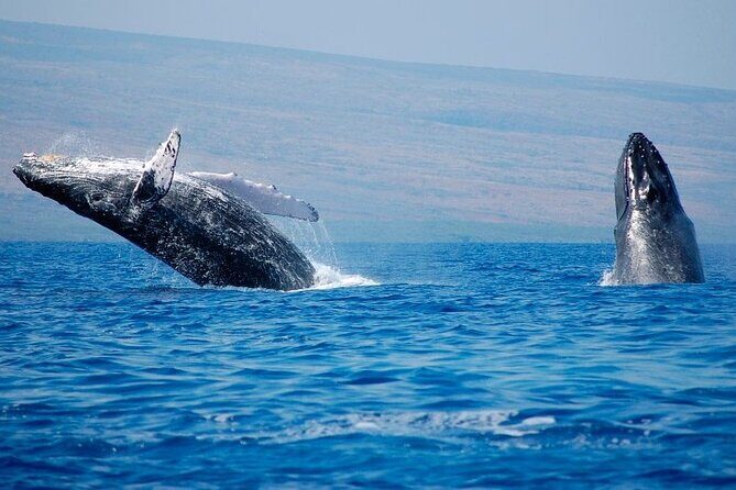Humpback Whales Excursion in Samana - Key Points