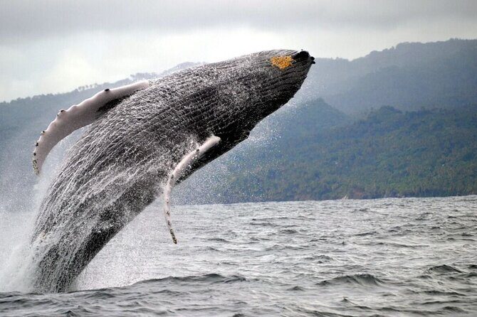 Humpback Whales Excursion in Samana - Who Would Love This Tour?