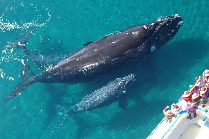 Humpback Whales Excursion in Samana - FAQs