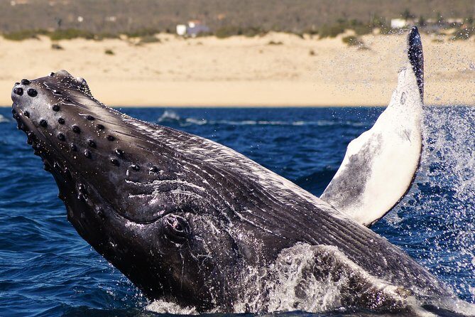 Humpback Whales in Cabo San Lucas - Frequently Asked Questions