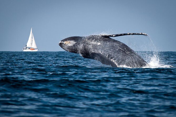 Humpback whales Watching + Samana Eco-Tour - An Authentic Day in Samana: Whale Watching and More